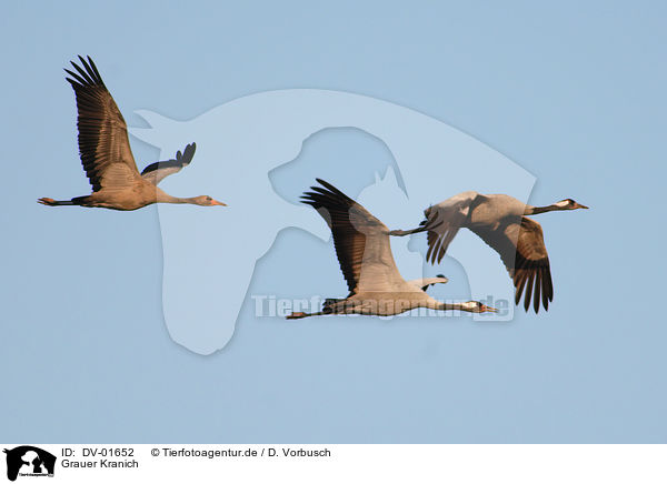 Grauer Kranich / common crane / DV-01652