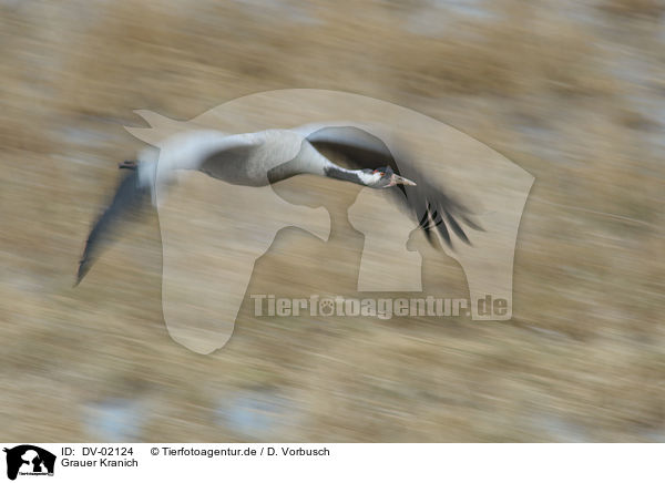 Grauer Kranich / crane / DV-02124