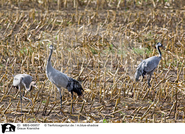 Graue Kraniche / common cranes / MBS-06857