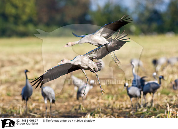 Graue Kraniche / common cranes / MBS-06867