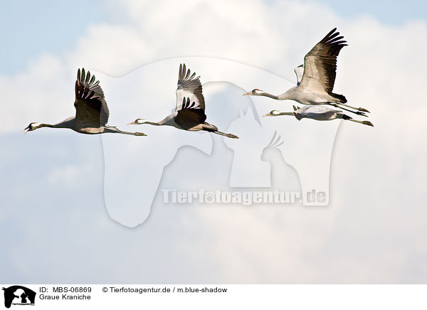 Graue Kraniche / common cranes / MBS-06869