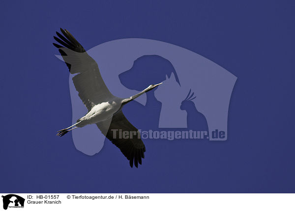 Grauer Kranich / common crane / HB-01557