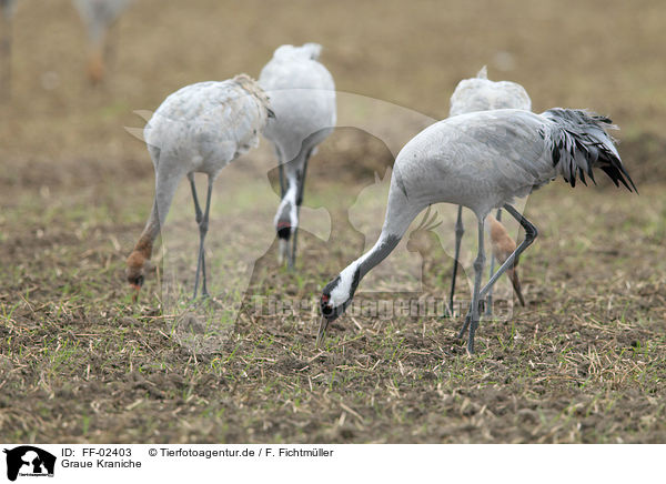 Graue Kraniche / common cranes / FF-02403