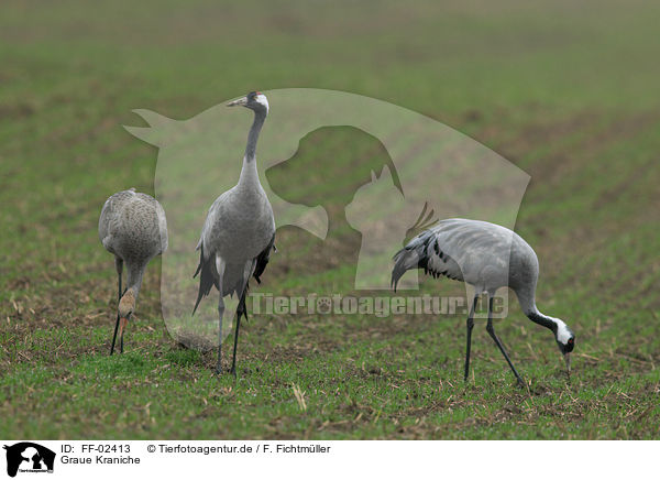 Graue Kraniche / common cranes / FF-02413