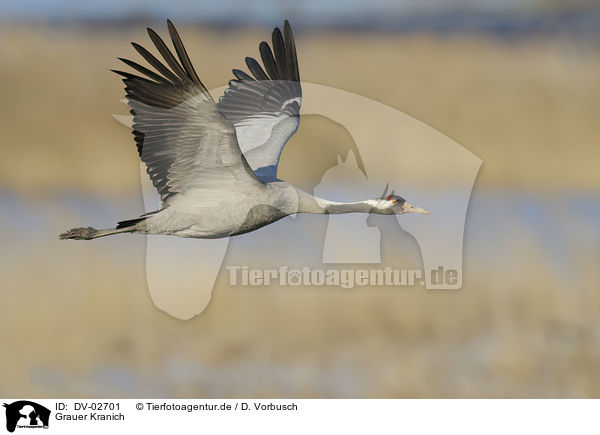 Grauer Kranich / common crane / DV-02701