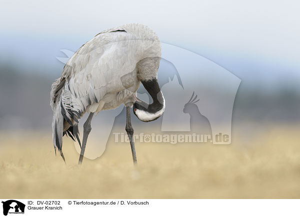 Grauer Kranich / common crane / DV-02702