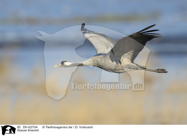 Grauer Kranich / common crane / DV-02704