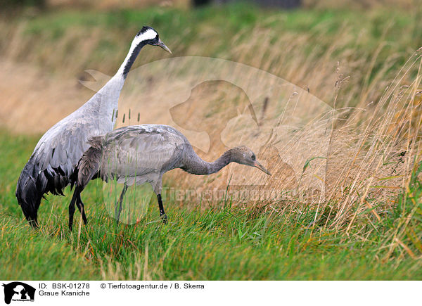 Graue Kraniche / Eurasian cranes / BSK-01278
