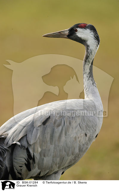 Grauer Kranich / Eurasian crane / BSK-01284