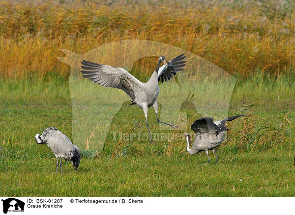 Graue Kraniche / Eurasian cranes / BSK-01287