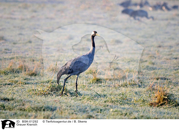 Grauer Kranich / Eurasian crane / BSK-01292