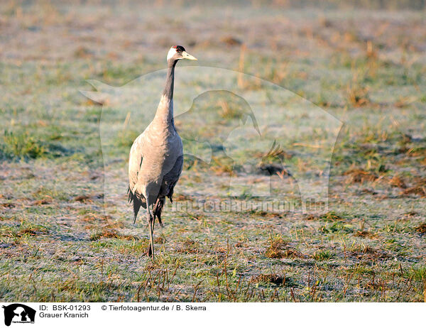Grauer Kranich / Eurasian crane / BSK-01293