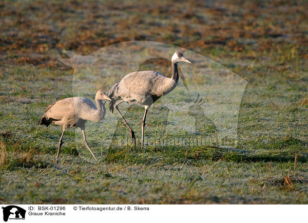 Graue Kraniche / Eurasian cranes / BSK-01296