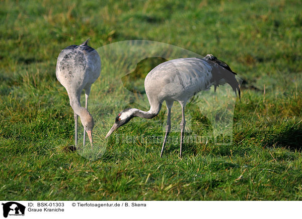 Graue Kraniche / Eurasian cranes / BSK-01303