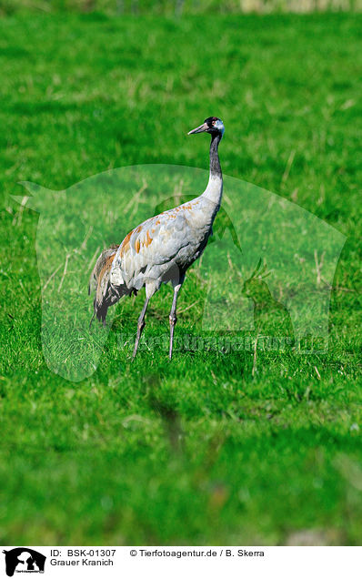 Grauer Kranich / Eurasian crane / BSK-01307