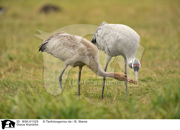 Graue Kraniche / Eurasian cranes / BSK-01329
