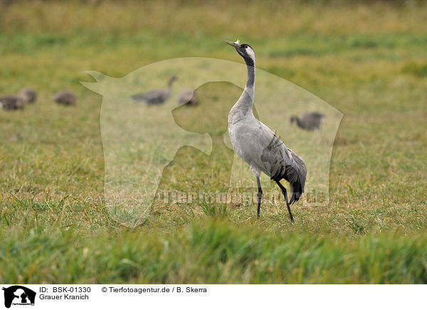 Grauer Kranich / Eurasian crane / BSK-01330