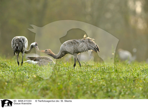 Graue Kraniche / Eurasian cranes / BSK-01333
