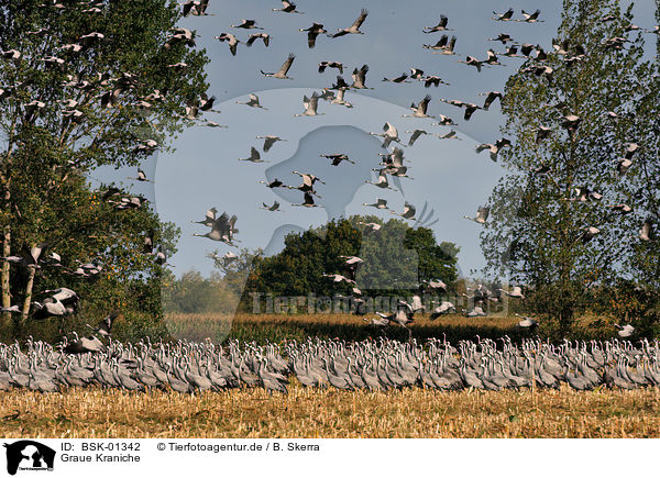Graue Kraniche / Eurasian cranes / BSK-01342