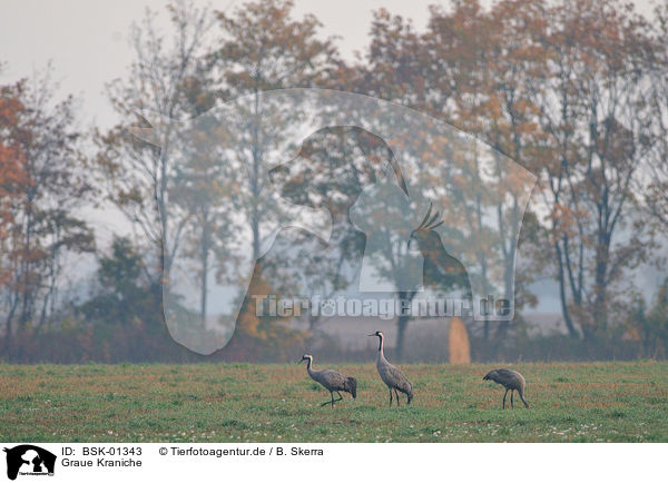Graue Kraniche / Eurasian cranes / BSK-01343