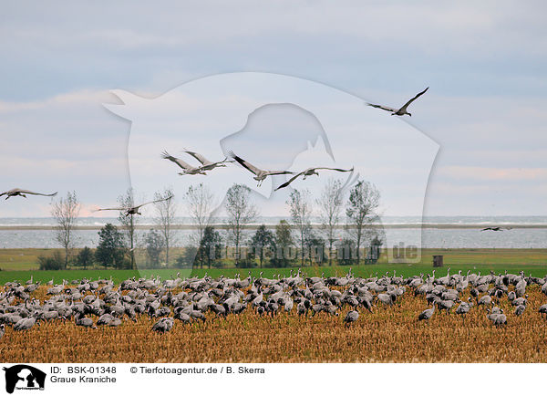Graue Kraniche / Eurasian cranes / BSK-01348