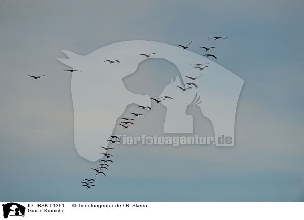 Graue Kraniche / Eurasian cranes / BSK-01361