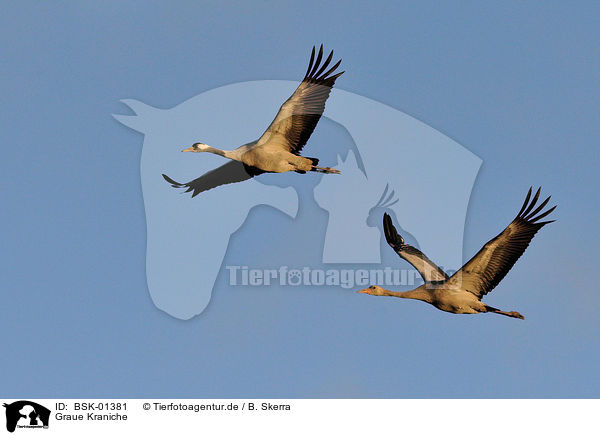 Graue Kraniche / Eurasian cranes / BSK-01381