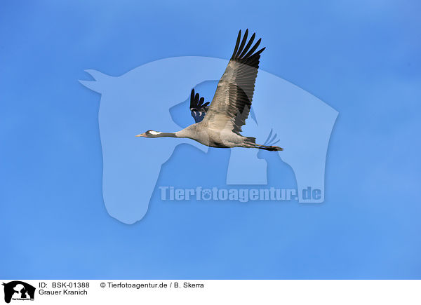 Grauer Kranich / Eurasian crane / BSK-01388