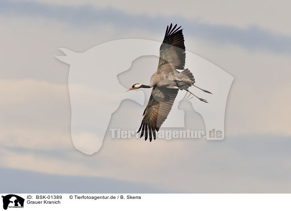 Grauer Kranich / Eurasian crane / BSK-01389