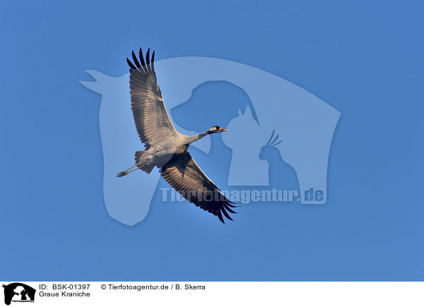Graue Kraniche / Eurasian cranes / BSK-01397