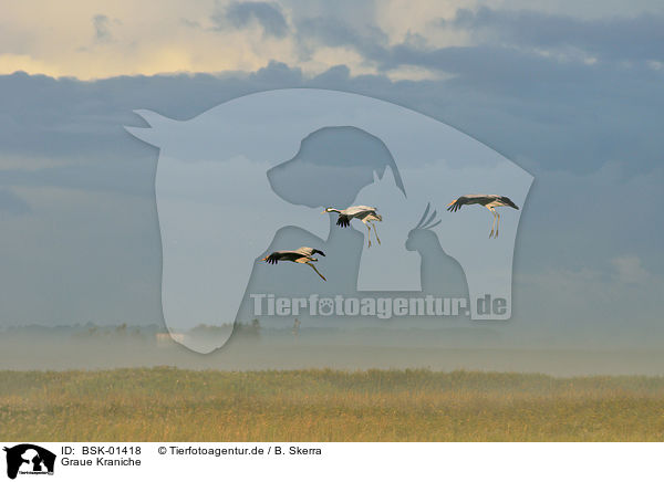 Graue Kraniche / Eurasian cranes / BSK-01418