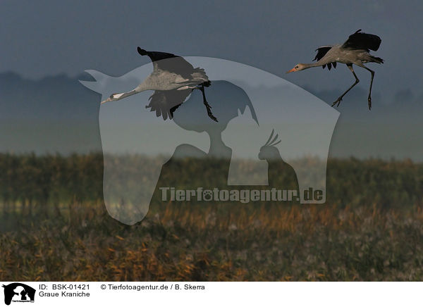 Graue Kraniche / Eurasian cranes / BSK-01421