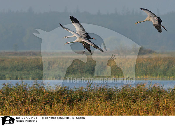 Graue Kraniche / Eurasian cranes / BSK-01431