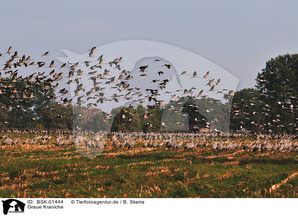 Graue Kraniche / Eurasian cranes / BSK-01444