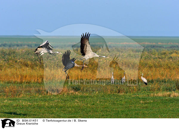 Graue Kraniche / Eurasian cranes / BSK-01451