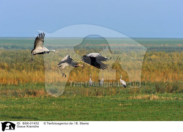 Graue Kraniche / Eurasian cranes / BSK-01452