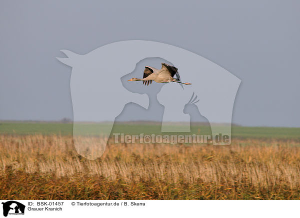 Grauer Kranich / Eurasian crane / BSK-01457