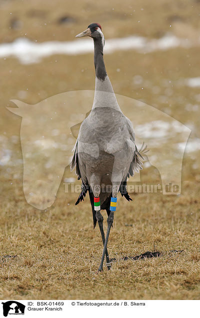 Grauer Kranich / Eurasian crane / BSK-01469