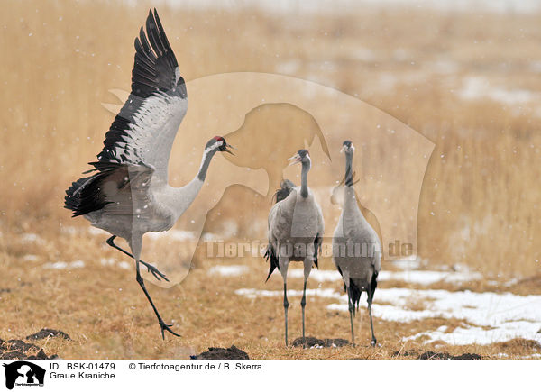 Graue Kraniche / Eurasian cranes / BSK-01479