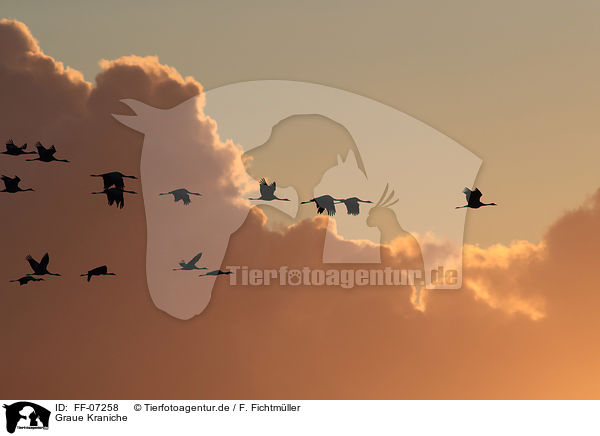 Graue Kraniche / Eurasian cranes / FF-07258