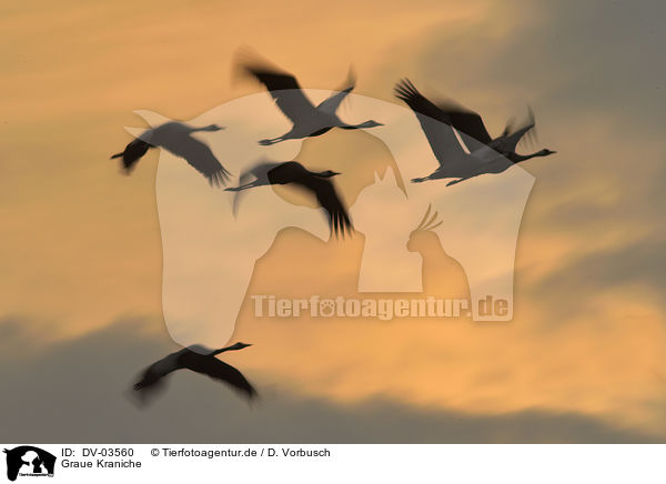 Graue Kraniche / Eurasian cranes / DV-03560