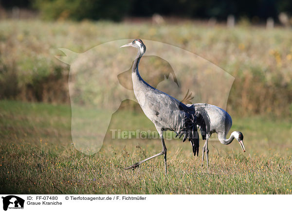 Graue Kraniche / common cranes / FF-07480