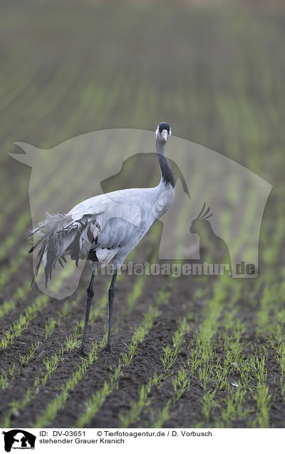 stehender Grauer Kranich / standing Common Crane / DV-03651