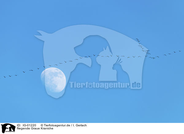 fliegende Graue Kraniche / flying Common Cranes / IG-01220