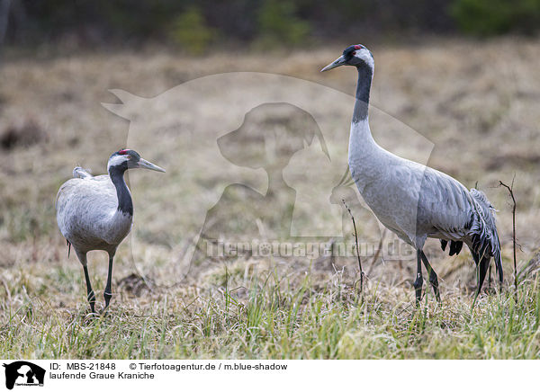 laufende Graue Kraniche / MBS-21848