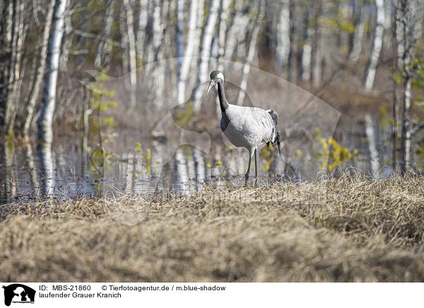 laufender Grauer Kranich / walking Common Crane / MBS-21860