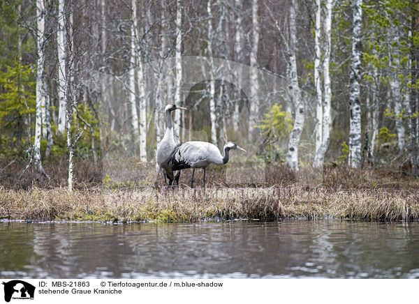 stehende Graue Kraniche / MBS-21863