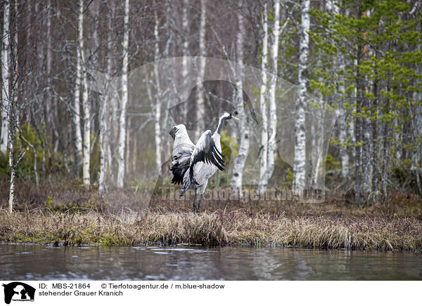 stehender Grauer Kranich / standing Common Crane / MBS-21864