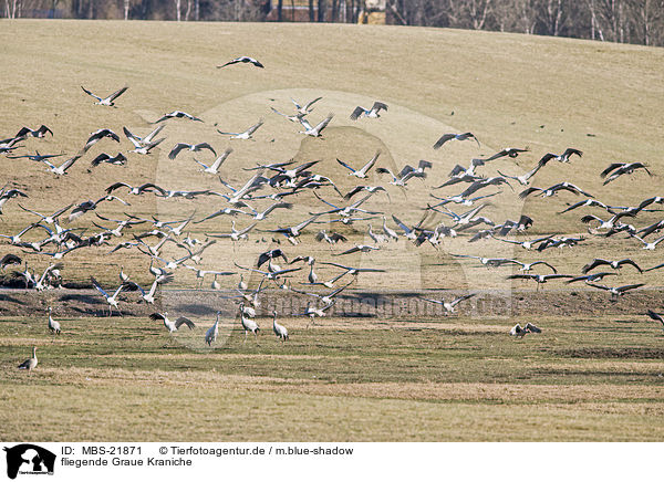 fliegende Graue Kraniche / flying Common Cranes / MBS-21871