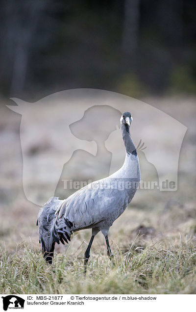 laufender Grauer Kranich / walking Common Crane / MBS-21877